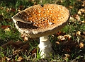 Signs of Autumn 04